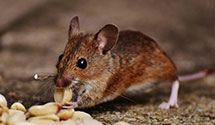 24 Hour & Emergency Exterminators in Rands, IA